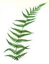 Image result for fern clipart
